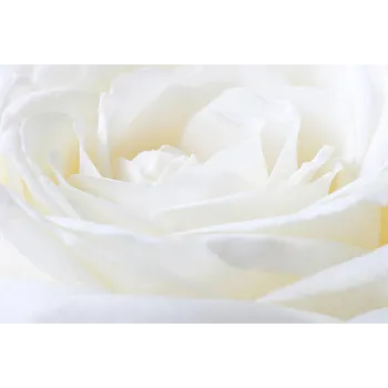Natural White Rose
